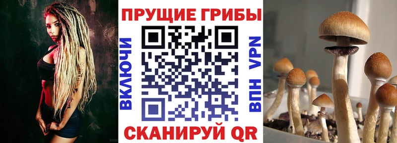 Псилоцибиновые грибы Psilocybine cubensis  купить наркоту  Соль-Илецк 